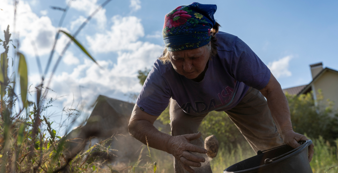 A landowner and resident of Velyka Soltanivka, Ukraine, Yeva gathers potatoes from her garden (AtlasNetwork.org Photo/Bernat Parera).