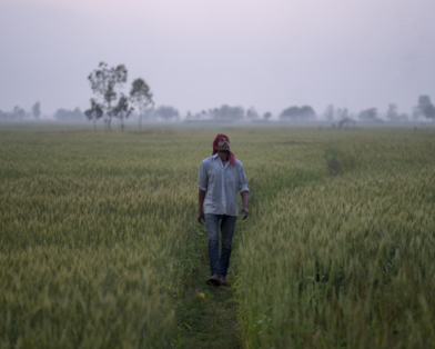 Lorik Prasad Yadav, of Sugauli Birta, Nepal, walks through a field of wheat early in the morning before beginning work for the day. (AtlasNetwork.org Photo / Bernat Parera)
